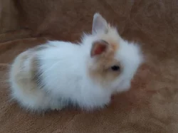 Teddy králíčci Praha