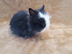 Teddy králíčci Praha