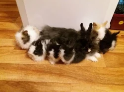 Teddy králíčci Praha