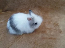 Teddy králíčci Praha