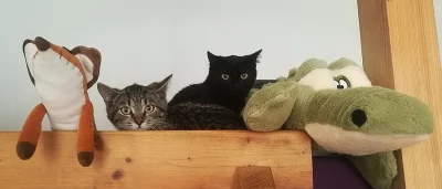 Útulek CATKY daruje koťata