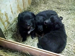 černá štěňata kříženců