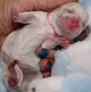 Bišonek - Bichon Frisé