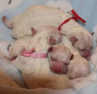 Bišonek - Bichon Frisé