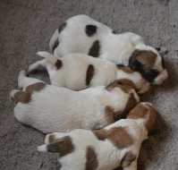 Jack Russell Terrier