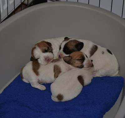 Jack Russell Terrier