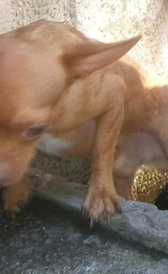 Prodám čivavu čivava