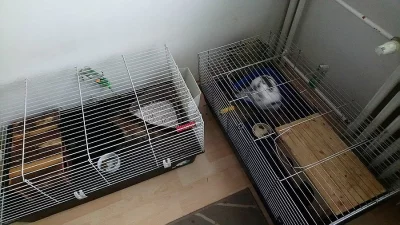 Dva králiky hledájí nový domov