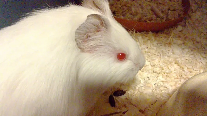 Prodám hladkosrstá morčata