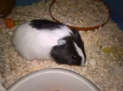 Prodám hladkosrstá morčata