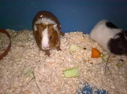 Prodám hladkosrstá morčata