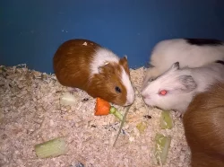 Prodám hladkosrstá morčata