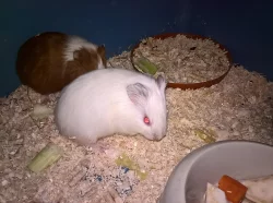 Prodám hladkosrstá morčata