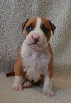 Americký stafordšírský teriér bez PP