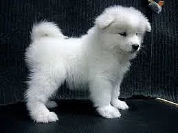 Velkolepé a sladké Samoyed štěňata