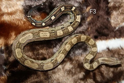 Boa constrictor keltic (hroznys kralovsky)