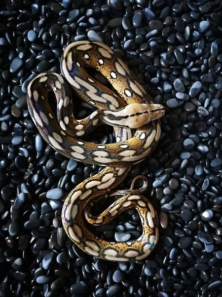 Python reticulatus (krajta mřížkovaná)
