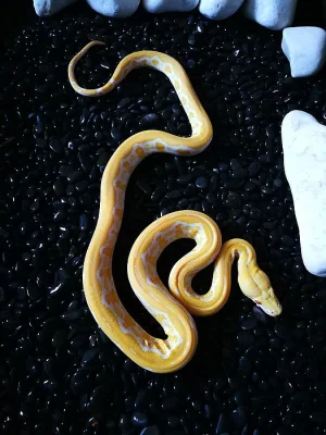 Python reticulatus (krajta mřížkovaná)