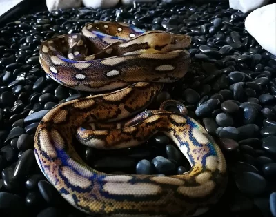 Python reticulatus (krajta mřížkovaná)