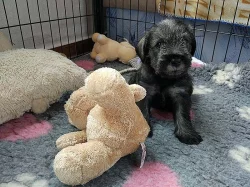 Knírač střední pepř a sůl