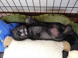 Knírač střední pepř a sůl