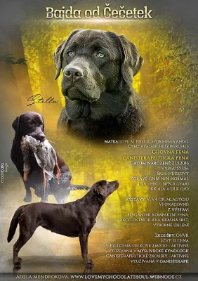 !!Plánovaný vrh A!!