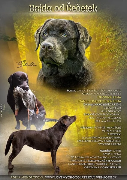 !!Plánovaný vrh A!!