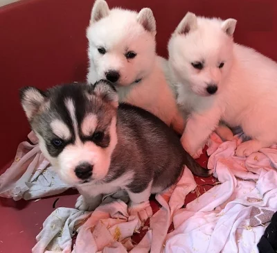sibiřský husky