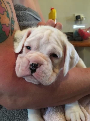 AKC boxer štěňata