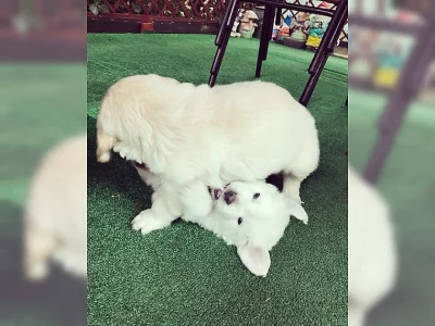 Zlatý retriever na predaj s PP