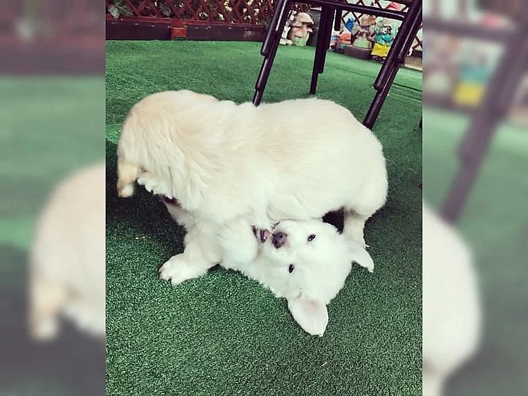Zlatý retriever na predaj s PP