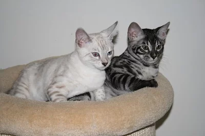 Bengálská koťátka s PP