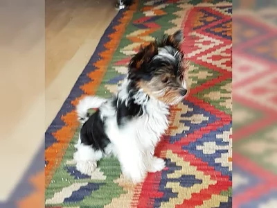 Yorkšírský teriér na prodej s PP