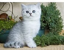 Britská koťátka s PP