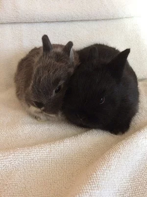 Zakrsly kralik - již k odberu