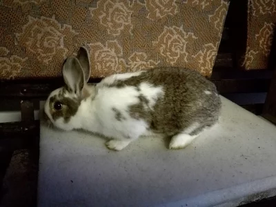 Prodám samičku vhodnou k chovu