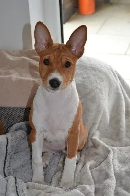 Basenji štěňátko s PP