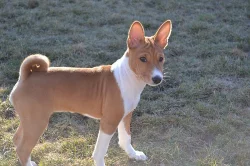 Basenji štěňátko s PP