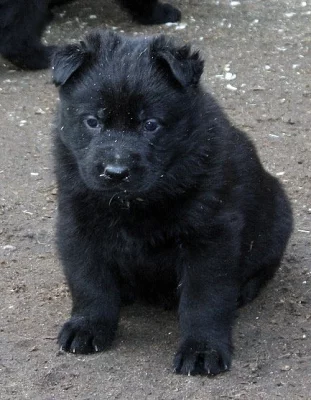 Německý ovčák - štěňata s PP