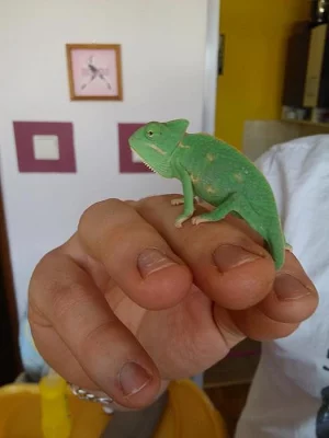Chameleon jemenský