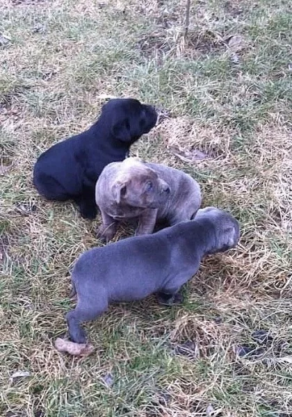 ŠTĚŇÁTKA CANE CORSO