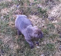 ŠTĚŇÁTKA CANE CORSO
