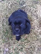 ŠTĚŇÁTKA CANE CORSO