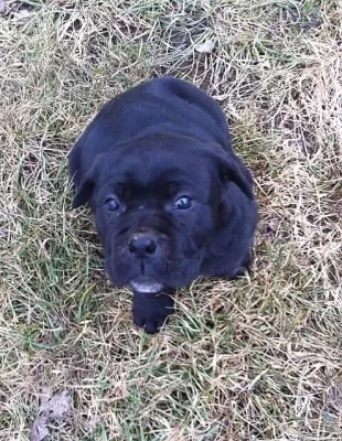 ŠTĚŇÁTKA CANE CORSO