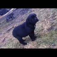ŠTĚŇÁTKA CANE CORSO