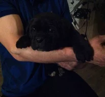 ŠTĚŇÁTKA CANE CORSO