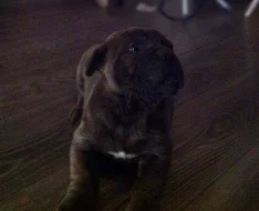 ŠTĚŇÁTKA CANE CORSO