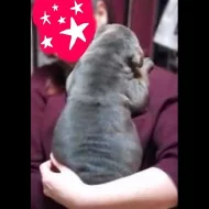 ŠTĚŇÁTKA CANE CORSO