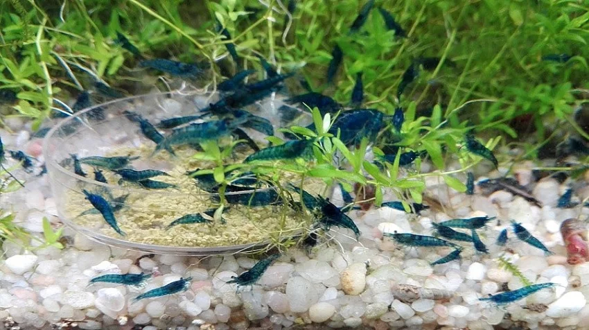 Krevety Neocaridina davidi Blu e Dream