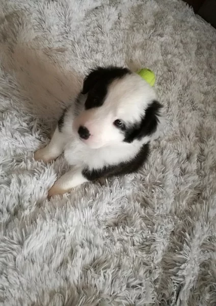 Border kolie